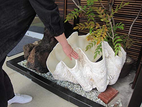 Amazon | 【貝殻の問屋さん】オオシャコガイ 約70㎏－車上渡し